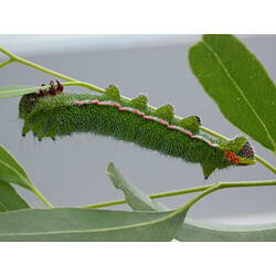 Spiny green caterpillar with colourful stripe along side.