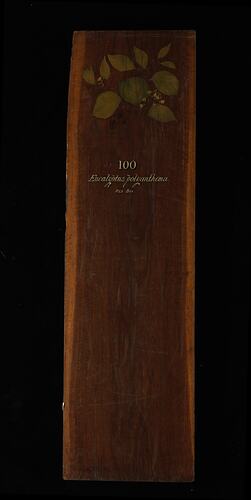 Timber Sample - Red Box, Eucalyptus polyanthemos, Victoria, 1885