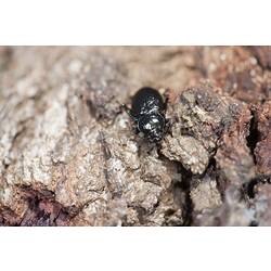 Family Tenebrionidae, darkling beetle. Paradise Beach, Victoria.