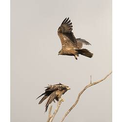 Two brown birds, one on bare branch, one in flight above.