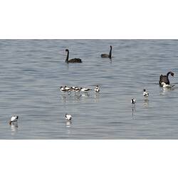 White birds on water in front of larger black swans.