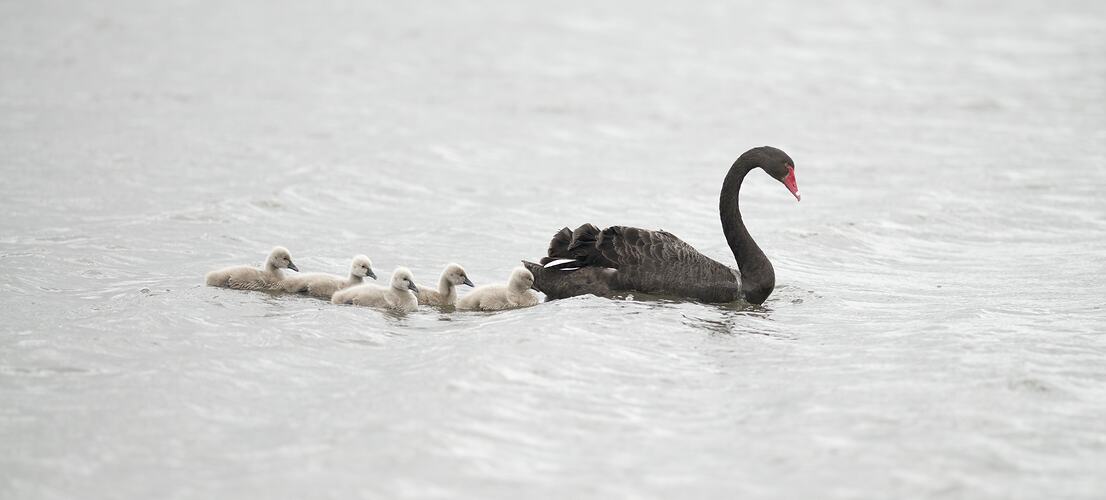 Black swan followed by white cygnets in water.