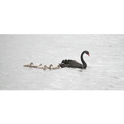 Black swan followed by white cygnets in water.