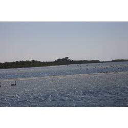 <em>Cygnus atratus</em>, Black Swan and <em>Anas castanea</em>, Chestnut Teal. Gippsland Lakes, Victoria.