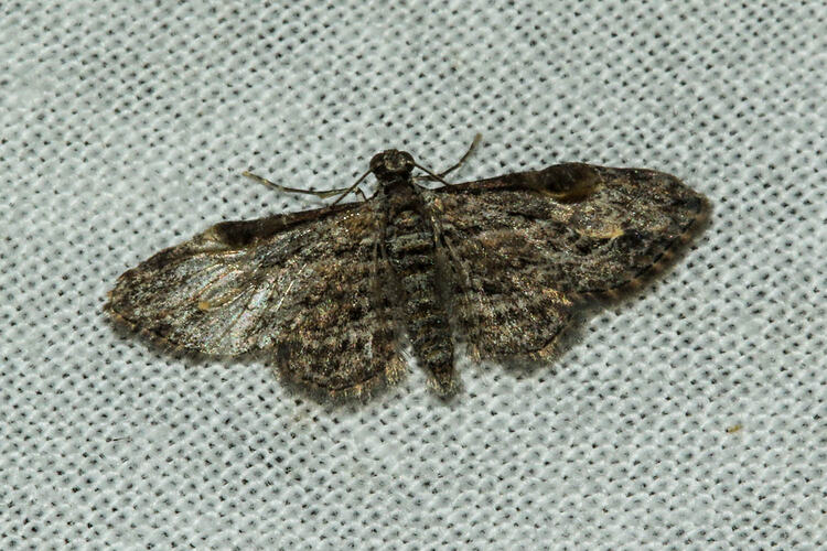 <em>Chloroclystis insigillata</em>, moth. Murray Explored Bioscan.