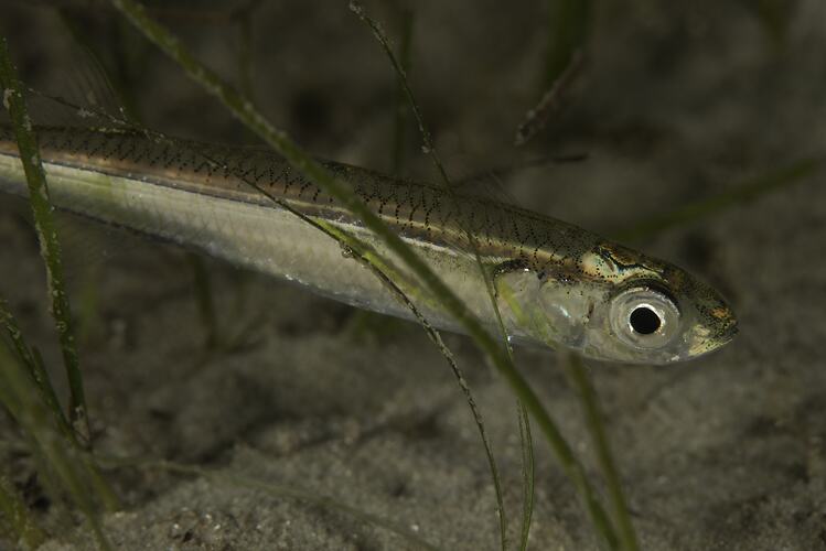 Side view of long, narrow brown fish above sandy seabed.