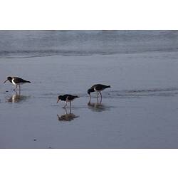 <em>Haematopus longirostris</em>, Pied Oystercatcher. Gippsland, Victoria.