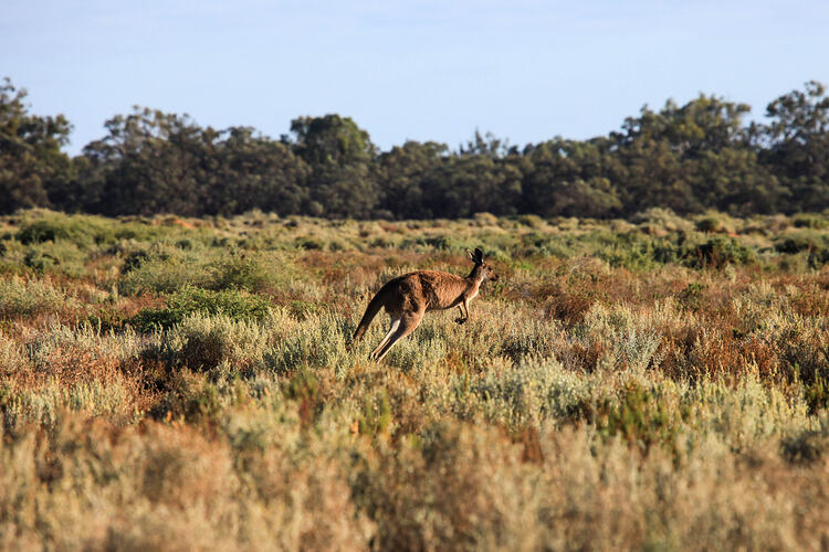<em>Macropus rufus</em>, Red Kangaroo. Neds Corner, Victoria.