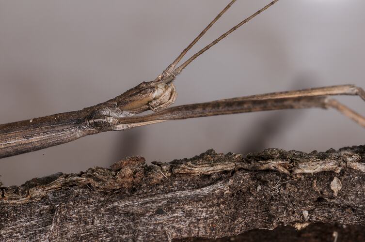 Close up side view of stick insect head.