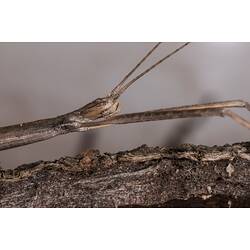 Close up side view of stick insect head.