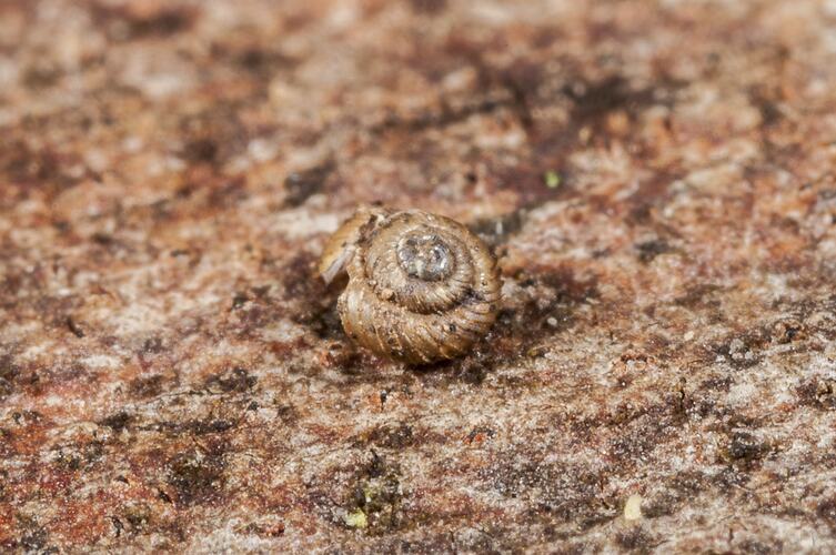 Small, flat snail shell.