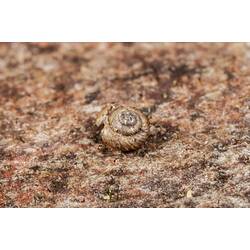 Small, flat snail shell.