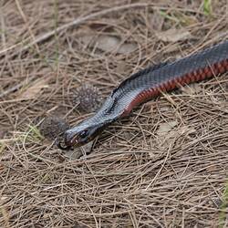 Black snake with red underside, head raised off ground.