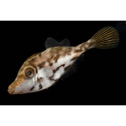 Brown and white fish on black background.