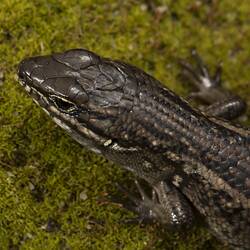 Detail of top of head of skink on moss.