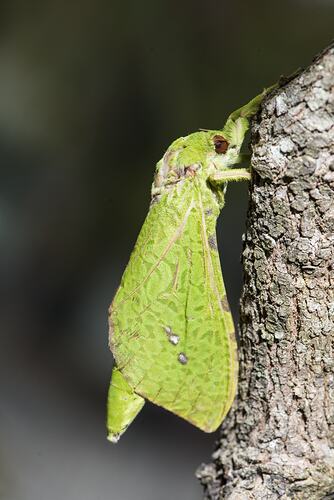 Green moth on twig.