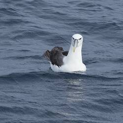 White and black seabird sitting on water facing camera.
