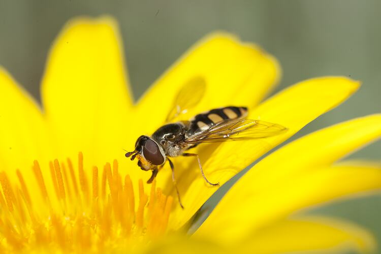 Hoverfly on yellow flower.