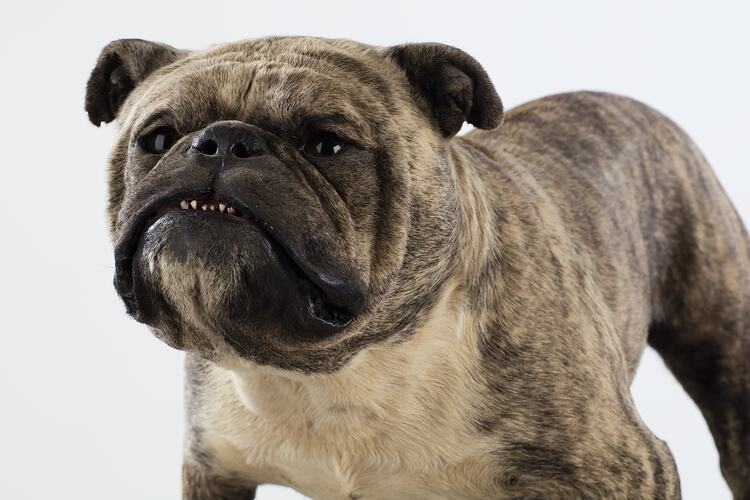 Kilburn Duke, prize winning bulldog. <em>Canis lupus familiaris</em>, taxidermy mount. [C 29898]