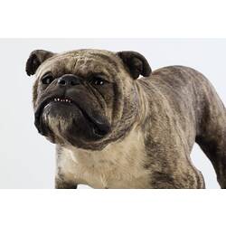 Taxidermied Mount - 'Kilburn Duke', champion bulldog, <em>Canis familiaris</em>