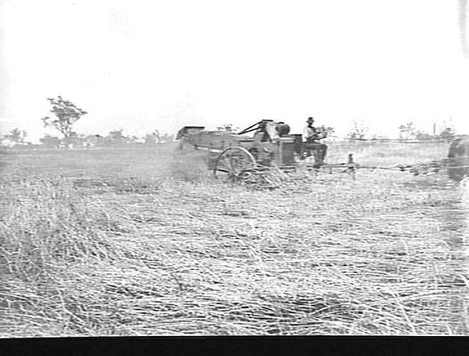 [EDITED FROM ACCOMPANYING LETTER]: `GRAYFIELD', KELVIN, GUNNEDAH. MR. PERRETT. [LETTER DESCRIBES HOW A DAMAGED & FLATTENED CROP WAS HARVESTED WITH A `SUNLIGHT' HEADER, WHEN PREVIOUSLY SUCH A CROP WAS BURNT BECAUSE IT WAS `NOT POSSIBLE TO HARVEST'. 15 PHOT