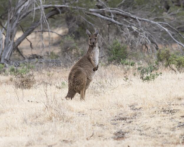 Western Grey Kangaroo.