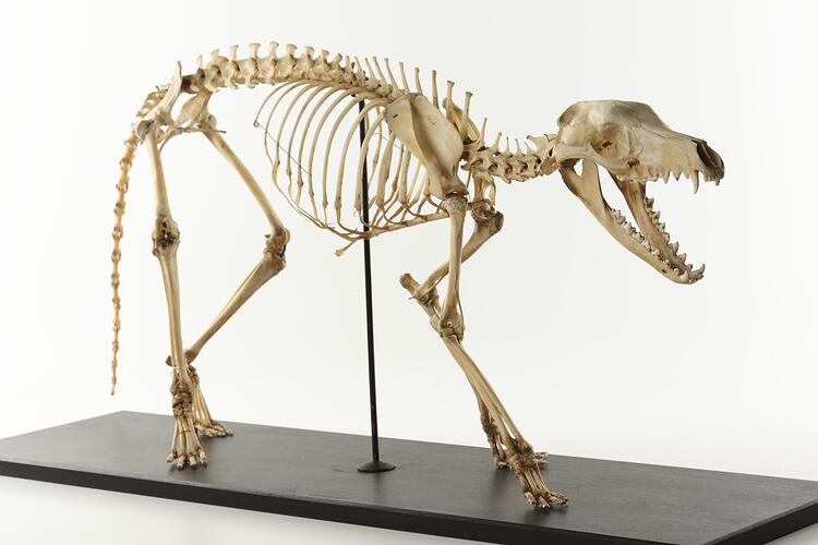 Thylacine skeleton mounted with its jaws open.