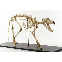 Thylacine skeleton mounted with its jaws open.