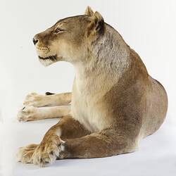 Close up of taxidermied lioness.