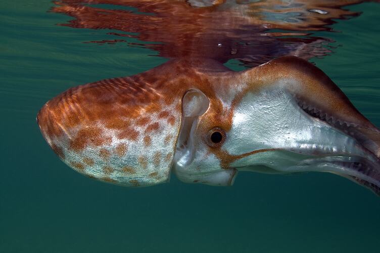 Indo-Pacific Violet Blanket Octopus, <em>Tremoctopus gracilis</em>, female. Sea of Japan off the Shimane Peninsula.