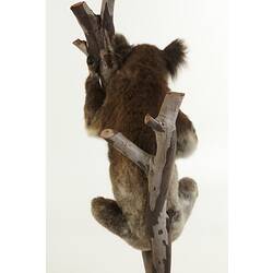 Rear view of taxidermied koala mounted holding branch.