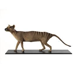 Side view of taxidermied Thylacine specimen mounted on board.