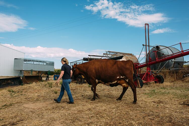 Woman leading a cow on a rope amongst farm equipment.