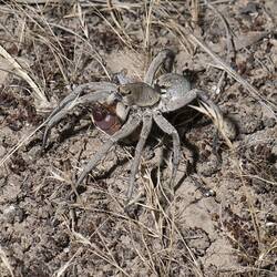 Wolf Spider.