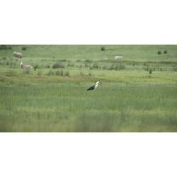 Grey and white heron on grassland.