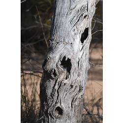 <em>Acanthiza uropygialis</em>, Chestnut-rumped Thornbill nest. Hattah National Park, Victoria.