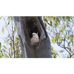 <em>Cacatua galerita</em>, Sulphur-crested Cockatoo in nest. Hattah National Park, Victoria.