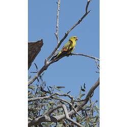 <em>Polytelis anthopeplus</em>, Regent Parrot. Wyperfeld National Park, Victoria.