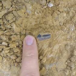 A finger points to a small serrated tooth embedded in yellow sandy rock.