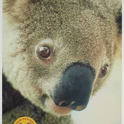 Poster - Kodak Australasia Pty Ltd, Koala, 'Capture Your Friends on Kodak Film', Nov 1981