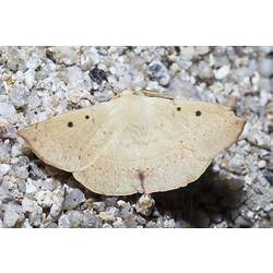 <em>Anthela acuta</em>, moth. Wilsons Promontory National Park, Victoria.