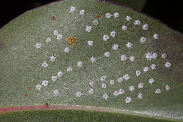 White lerps on leaf.