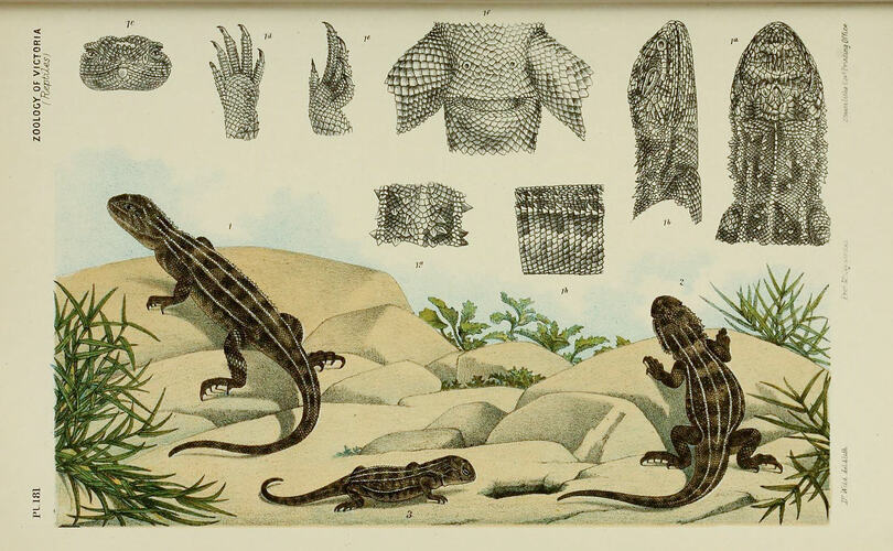Illustration of the Victorian Grassland Earless Dragon, <I>Tympanocryptis pinguicolla</I> in The Prodromus of the Zoology of Victoria