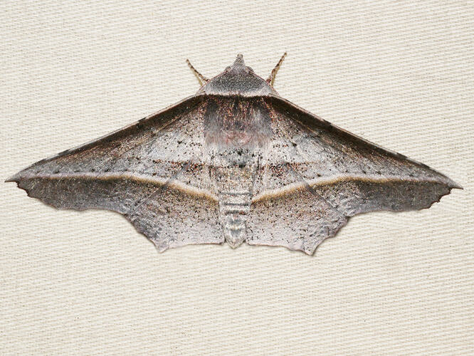 <em>Oenochroma vetustaria</em>, moth. Great Otways National Park, Victoria.