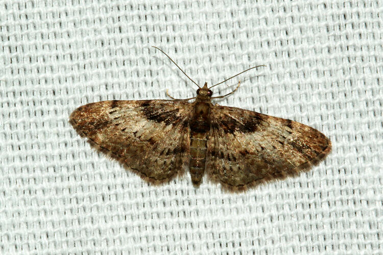 <em>Chloroclystis approximata</em>, moth. Great Otway National Park, Victoria.