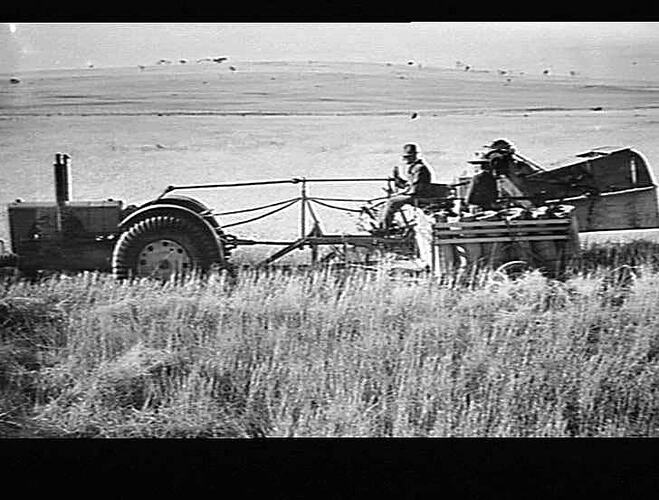 12 FT NO. 2 P.T.O. HEADER AND MODEL 25 (RED) TRACTOR IN CROP OF `WARDEN' WHEAT AT BALLIANG, VIC.: JAN 1940