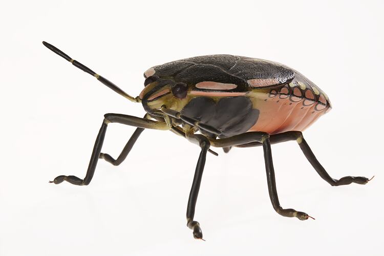 Green Vegetable Bug Model - Nezara Viridula (Pentatomidae), Wax, 1954