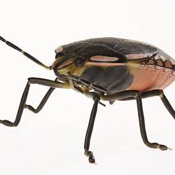 Green Vegetable Bug Model - Nezara Viridula (Pentatomidae), Wax, 1954