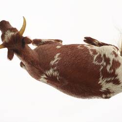 Model of seated brown and white cow. View from above.