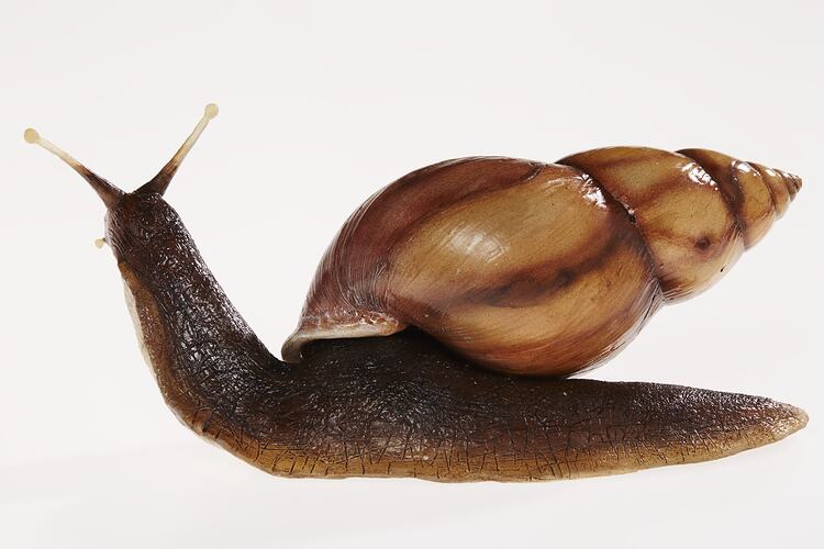 Model of brown snail.